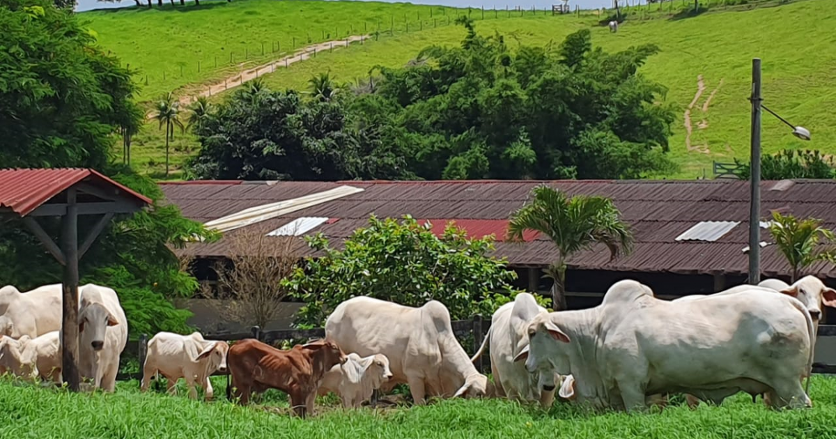 The country reaches the goal of vaccination against foot-and-mouth disease