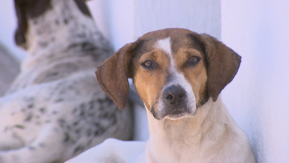   CCZ of Rio Preto conducts free tests for visceral leishmaniasis in dogs |  Sao Jose do Rio Preto and Aratuba

