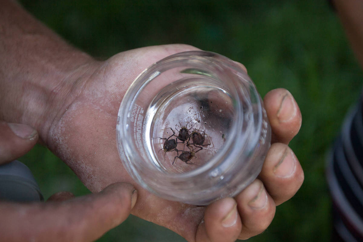 Scientist will investigate ‘biome’ of São Paulo homes – 08/18/2021 – Science