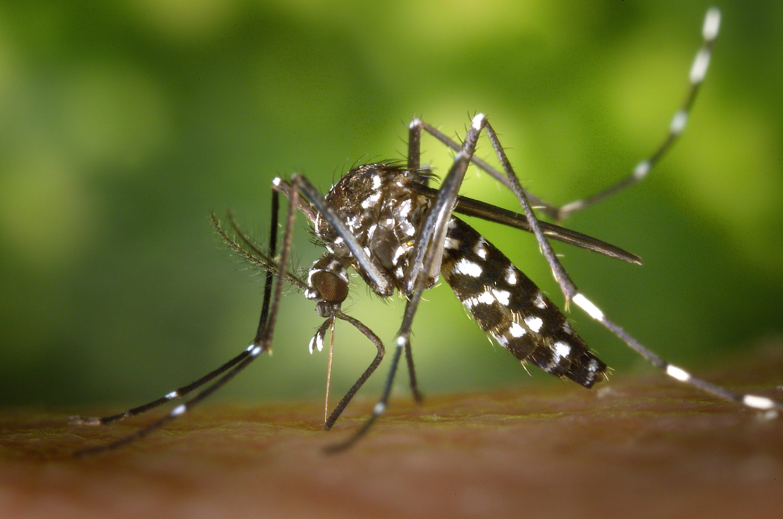 Espírito Santo had more than 13,000 dengue cases in 2021