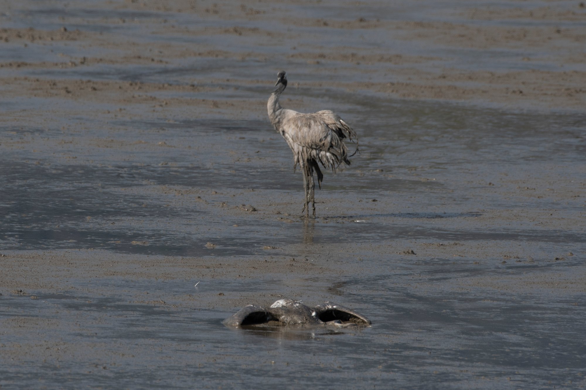   Israel, foreign |  Mass death: - the most serious damage to wildlife in the country's history

