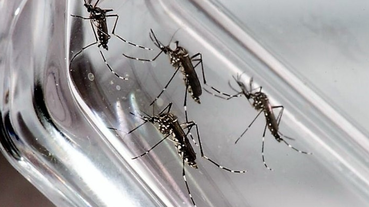 Ribeirao: 9% of suspected dengue cases confirmed in 2021