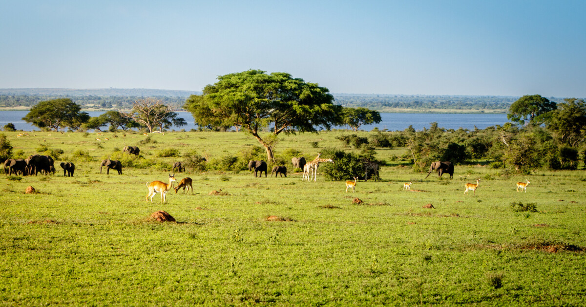 Tourist trampled by elephant to death