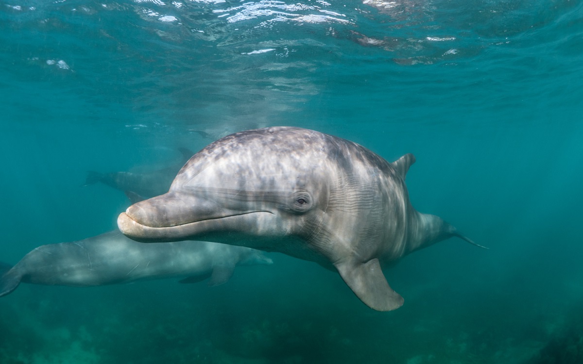 solitary dolphin 