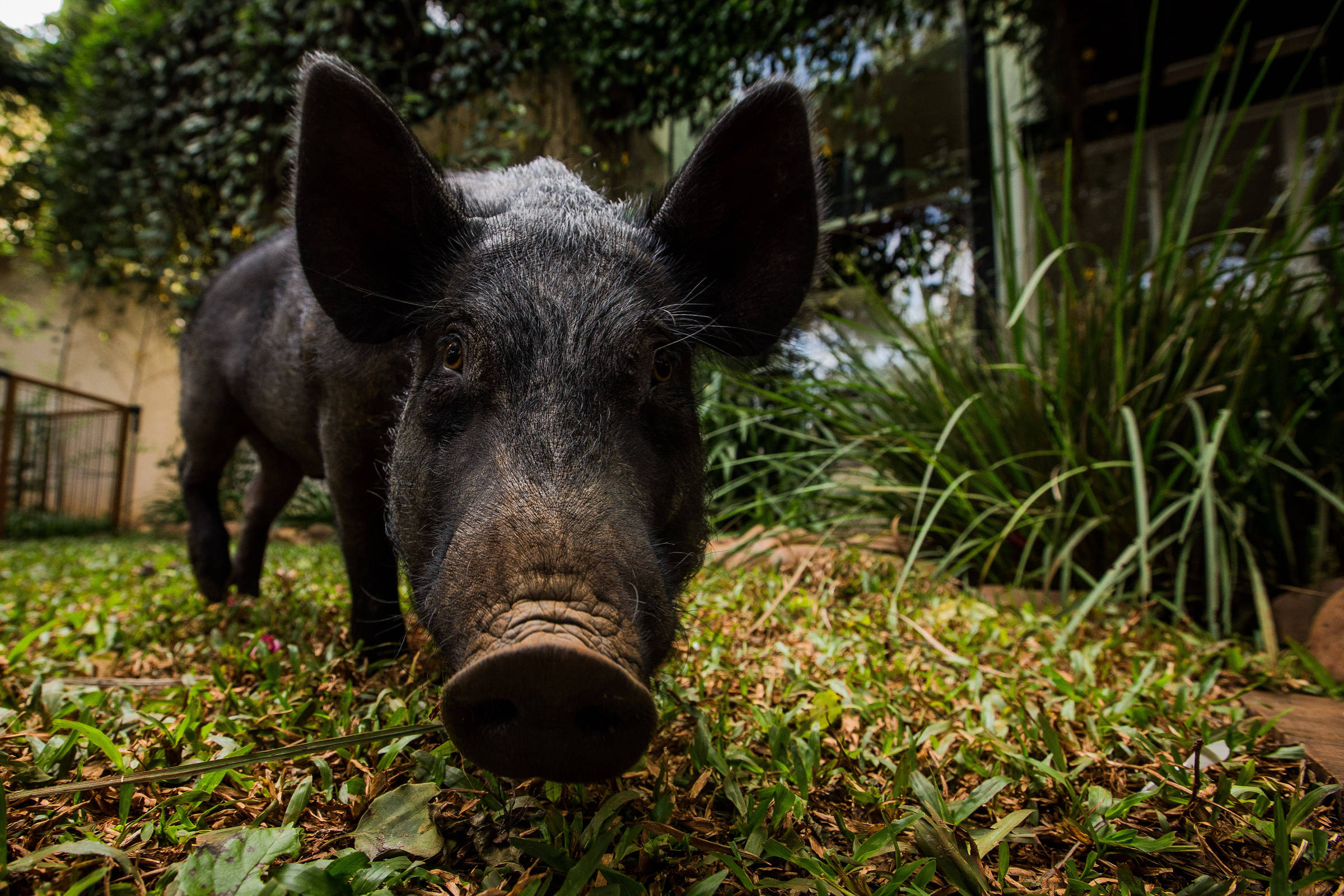 A study says that grunts express the feelings of pigs – 16/04/2022 – Science