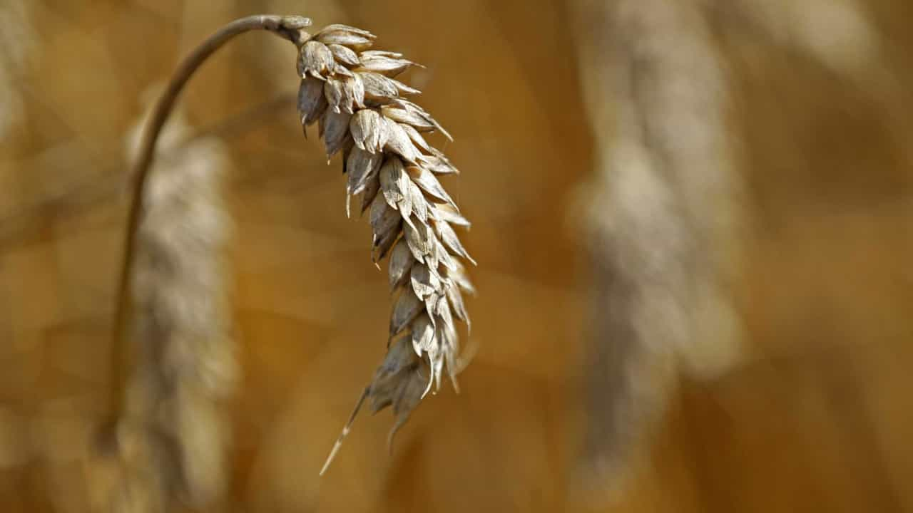  Absolute Record.  Wheat closes at an unprecedented level after India's decision

