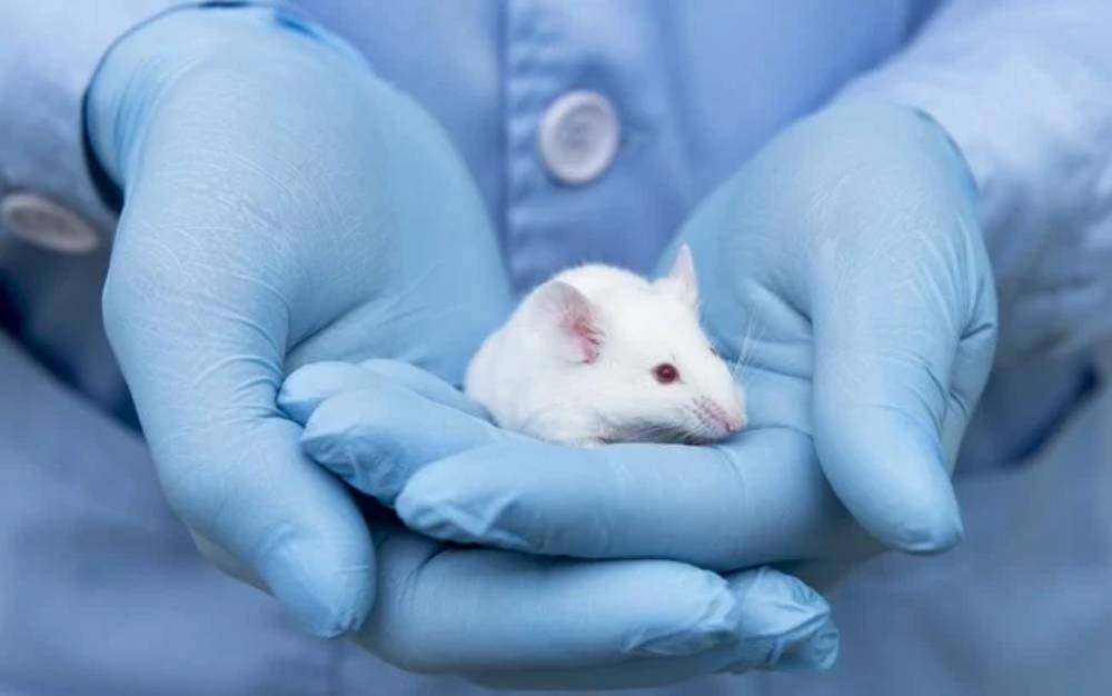 Protein reverses brain aging in mice