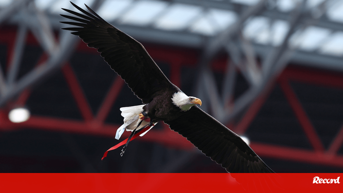 PAN leader joins NGO against vultures in Luz: «After the show, where do they go?»  – Benfica