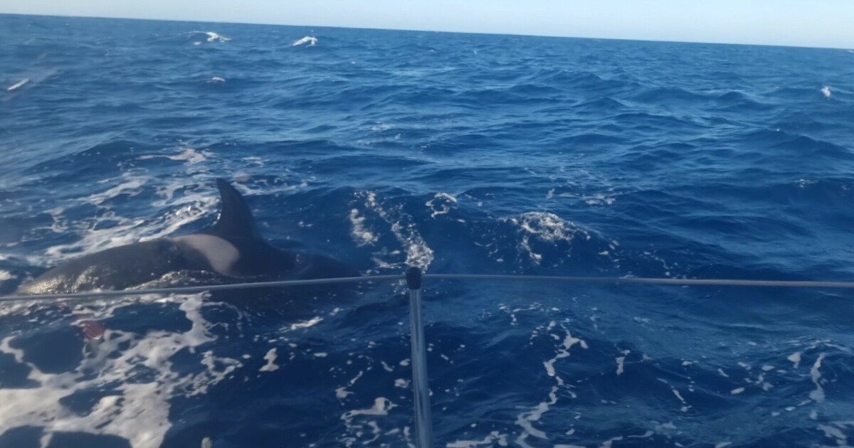 Sailing: – Dramatic attack on the killer whale