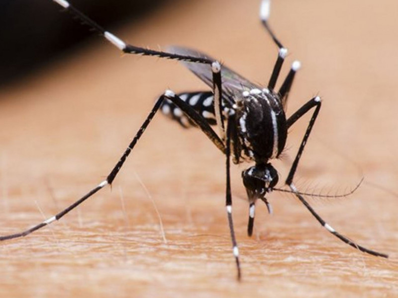 Dengue cases are reported in an atypical climate in Sorocaba