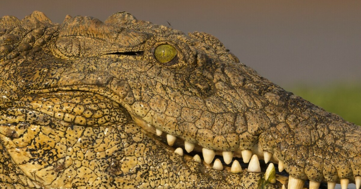 British couple killed: – They were thrown at crocodiles