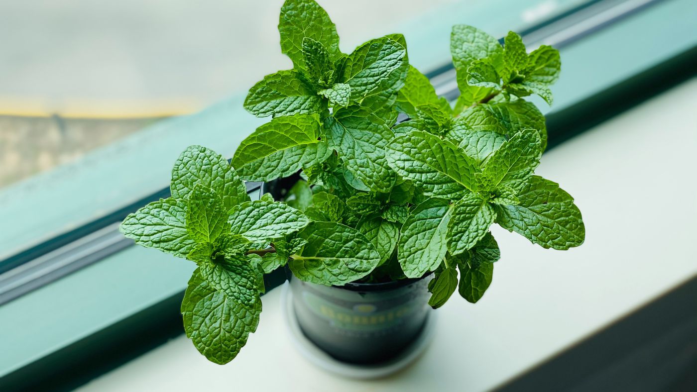 How does mint leave you feeling refreshed?  The secret is in our brain!