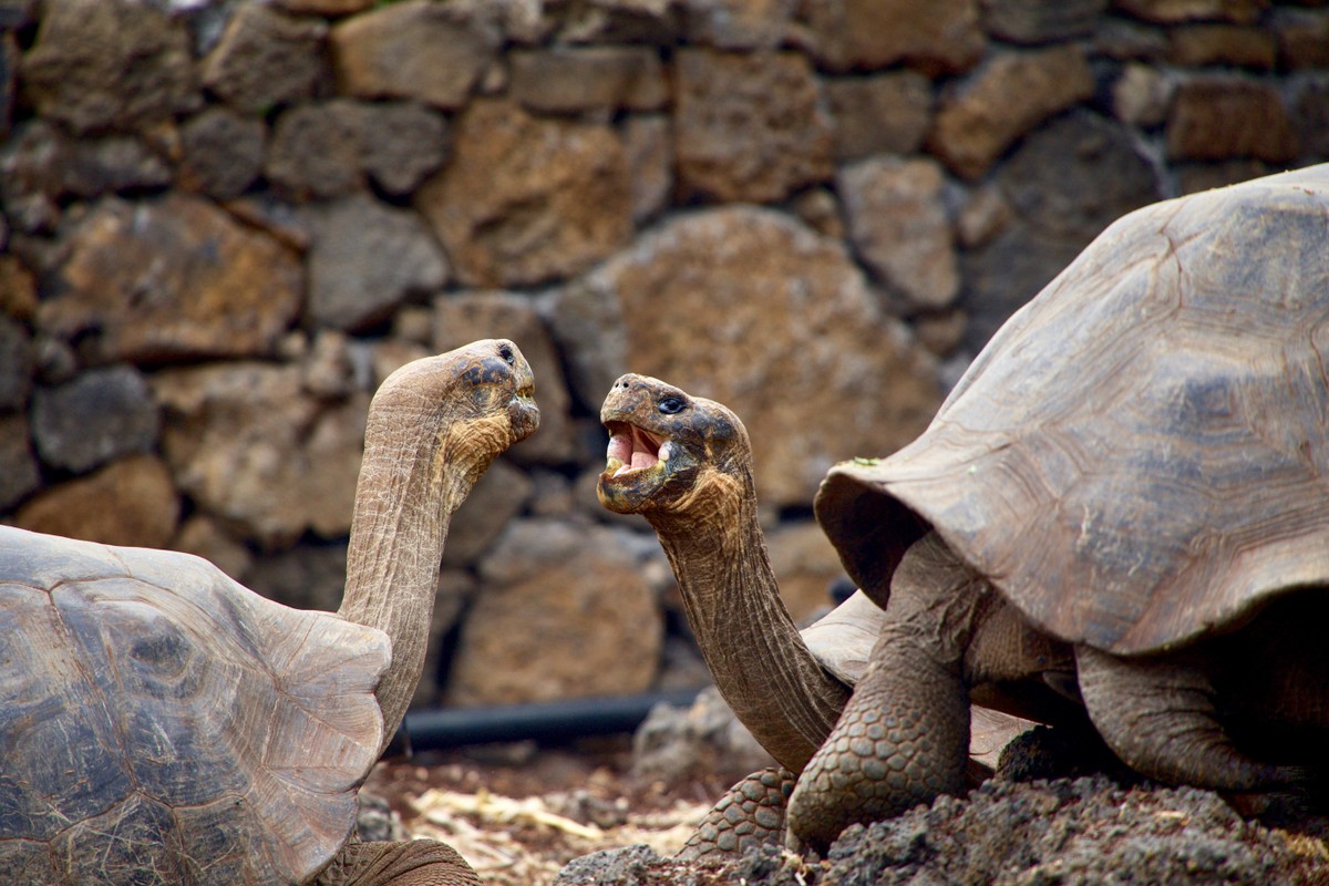 Research shows that vocal communication has been around for 400 million years |  Sciences