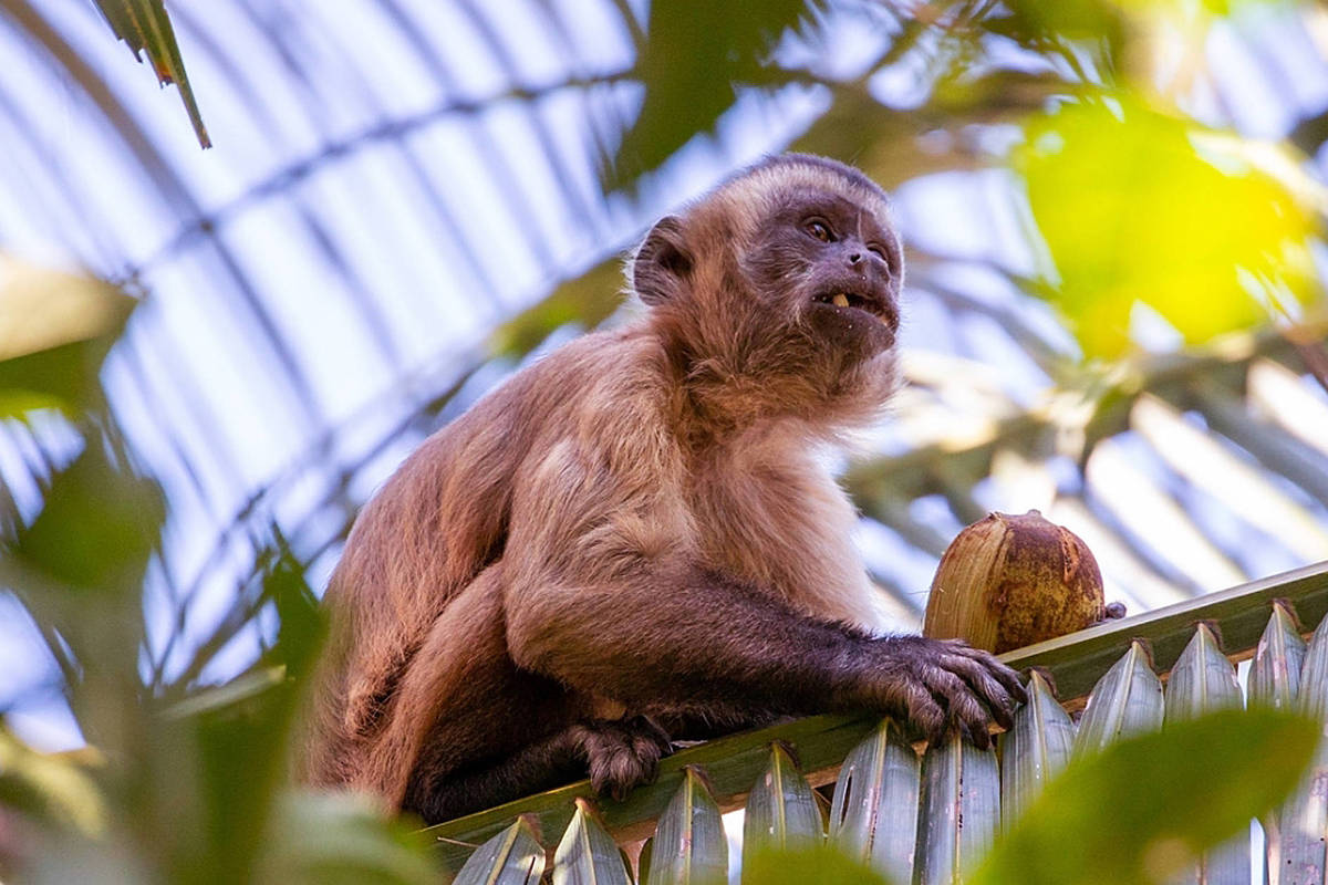 Culture Can Affect Capuchin Tools – 11/17/2022 – Science