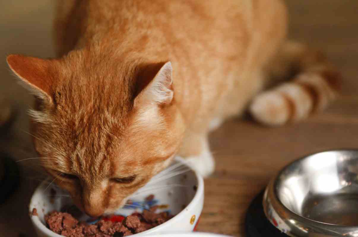 gato comendo na tigelas