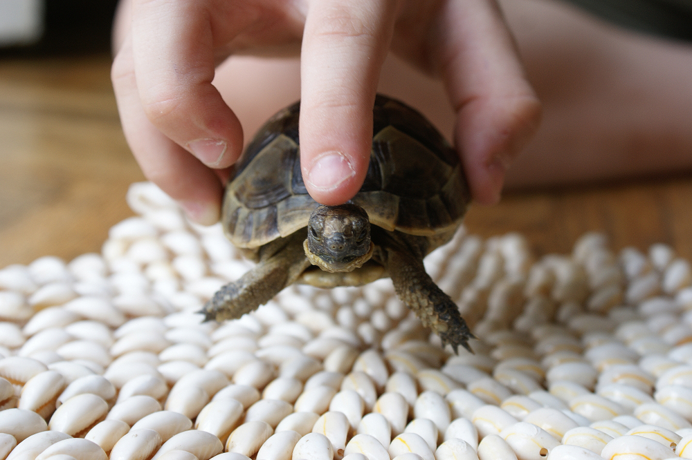 Spotting Health Issues in Pet Turtles: A Caregiver’s Guide